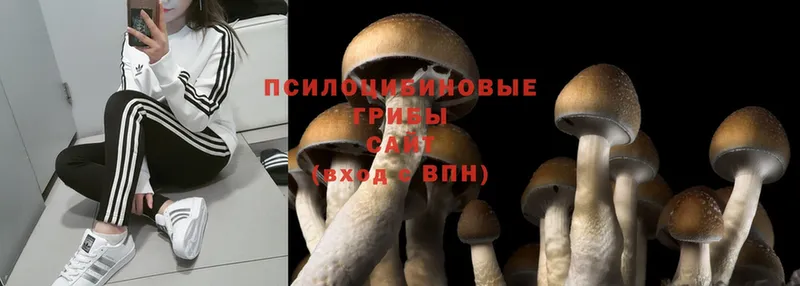 Псилоцибиновые грибы MAGIC MUSHROOMS  что такое наркотик  Ипатово 